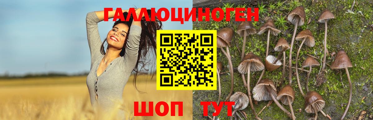 Торжок  Псилоцибиновые грибы Psilocybe  Вход с VPN 